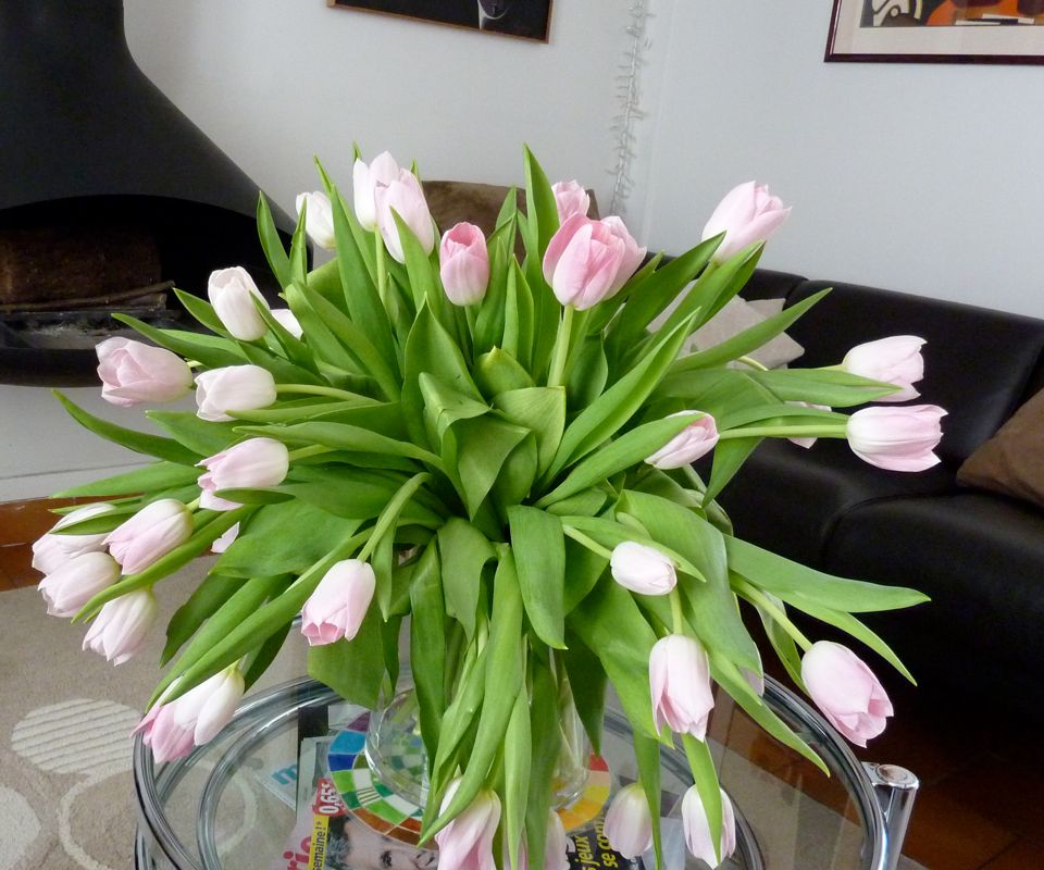110421 tulipes du Bloemenmarkt d'Amsterdam - 5