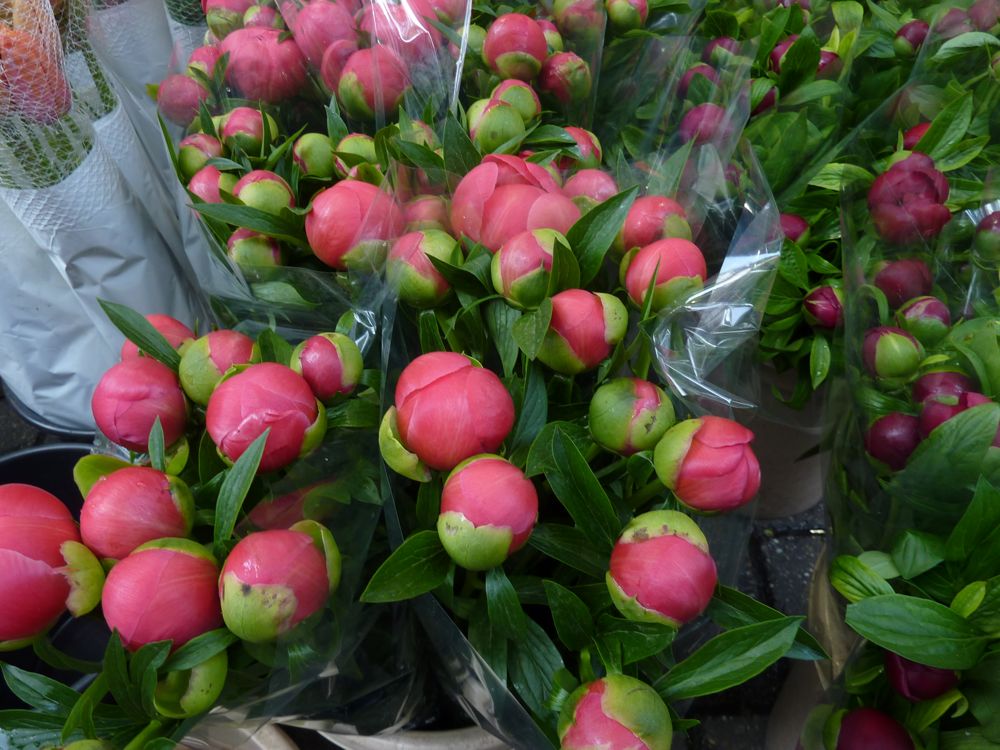 110417 Bloemenmarkt, Amsterdam - 03