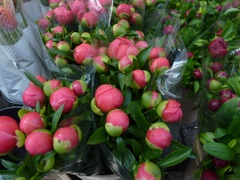 110417 Bloemenmarkt, Amsterdam - 03